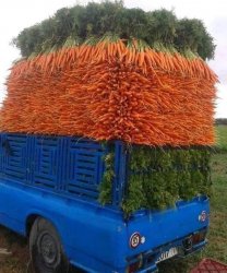 Carrots Meme Template