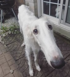 Borzoi Meme Template