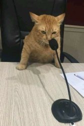 Microphone Cat Meme Template