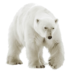 Polar bear Meme Template