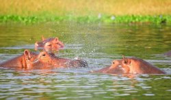 Hippos at Masai mara Kenya Meme Template
