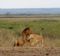 Lions at masai mara with Denhum Holidays Meme Template