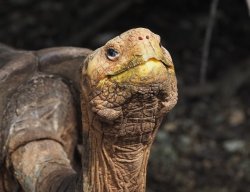 Tortoise Meme Template