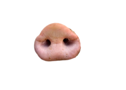 Pig Nose Meme Template