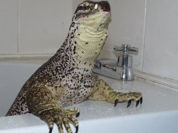 lizard  guy Meme Template