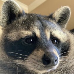 Baxter is cool Meme Template