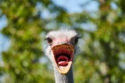 Yelling Ostrich Meme Template