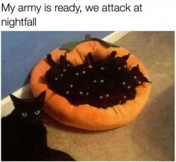 my army is ready we attack at nightfall Meme Template