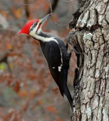 Pecker Meme Template