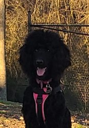 Black Poodle Piper Meme Template