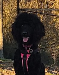 Black Poodle Meme Template