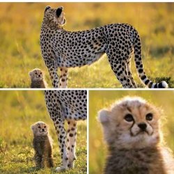 Cheetah and Cub Meme Template
