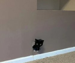 Cat hole Meme Template