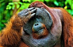 orangutan thinking Meme Template