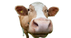 Harold The Cow Meme Template