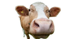 Harold The Cow Meme Template
