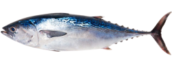 Tuna PNG Meme Template