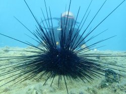 sea urchin Meme Template