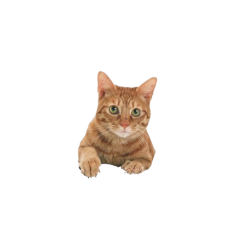 Jorts The Cat Transparent Background Meme Template