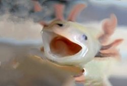 cursed axolotl Meme Template