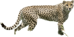 Cheetah Meme Template