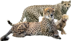 Cheetah family Meme Template