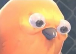 pootis Meme Template