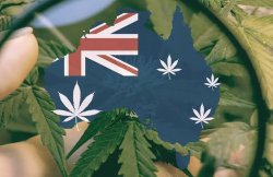 Australia Weed Buds Meme Template