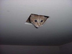 cat in ceiling Meme Template