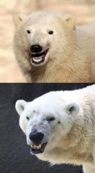 Polar Bear & Bipolar Bear Meme Template