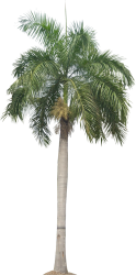 Royal Palm (PNG) Meme Template