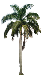 Royal Palm (PNG) Meme Template