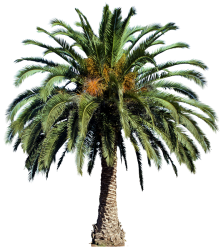 Canary Island Date Palm (PNG) Meme Template