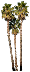 Mexican Fan Palm (PNG) Meme Template