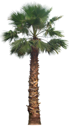 Mexican Fan Palm (PNG) Meme Template