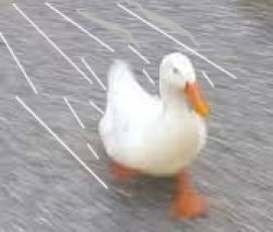 duck speed Meme Template
