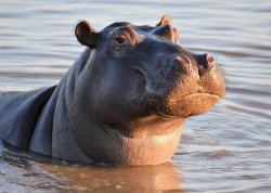 Skeptical Hippo - Product Hippo Meme Template