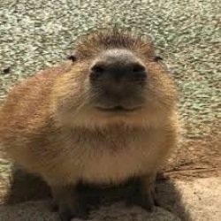 Capybara Meme Template