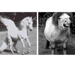 Beautiful Unicorn and Ugly Horse Meme Template