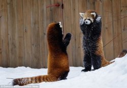 red panda fite Meme Template