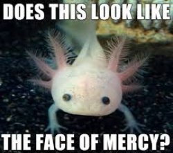 axolotl Meme Template
