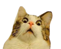 Surprised cat Meme Template