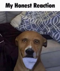 My Honest Reaction dog Meme Template