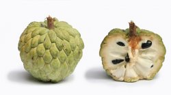 sweetsop Meme Template