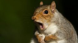 Shocked Squirrel Meme Template