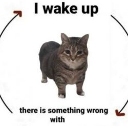 i wake up cat blank Meme Template
