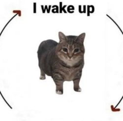 i wake up cat Meme Template