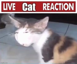 Live cat reaction Meme Template