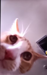 Cat staring Meme Template