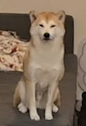 Doge stare Meme Template